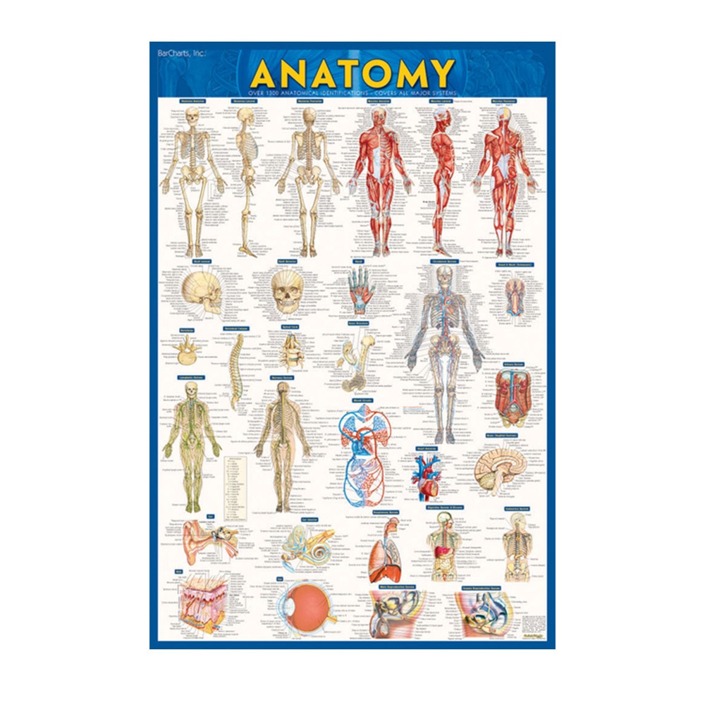 Anatomy Poster Paper 24 X 36 A Quickstudy Reference Tool - 